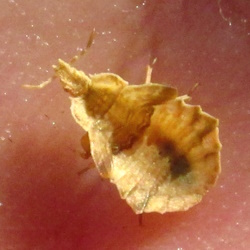 Phymata crassipes